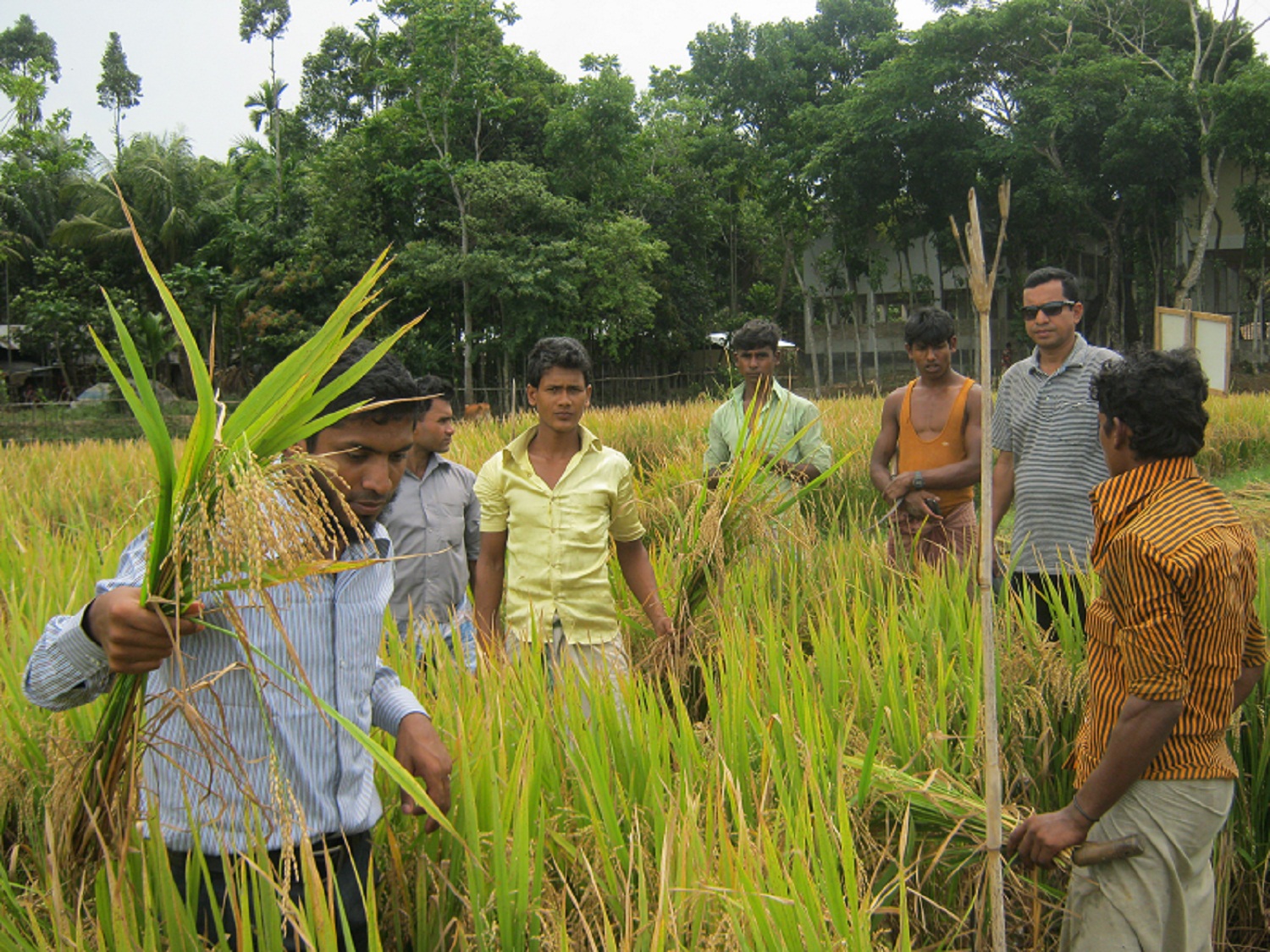 বোরো মেৌসুমের ক্রপ কাটি্ং।