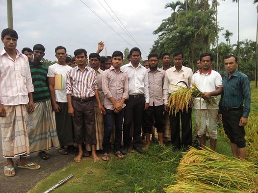 হোয়ানক হরিযারছড়া বোরো ধানের মাঠ দিবস/2015।