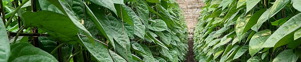Betel Leaf