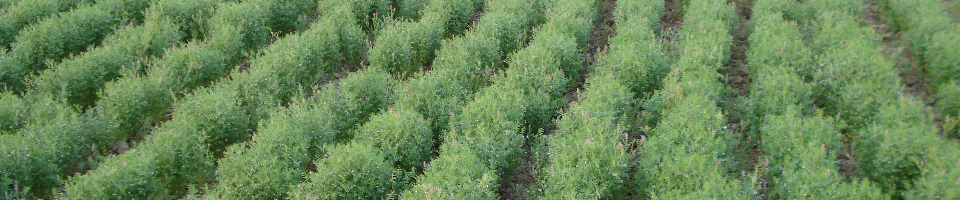 উপজেলা কৃষি অফিস