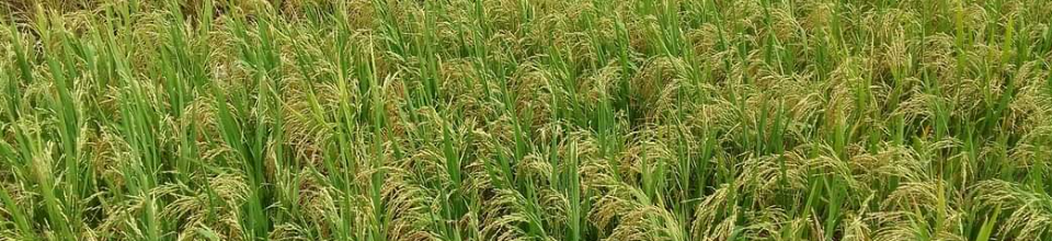 বোরো ধান