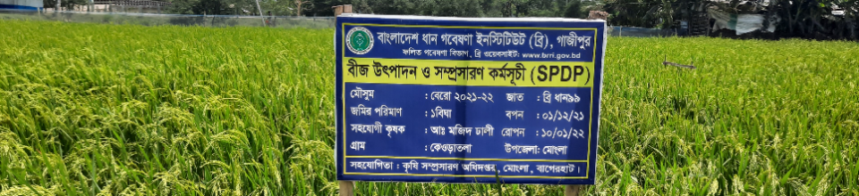 বোরো ধান