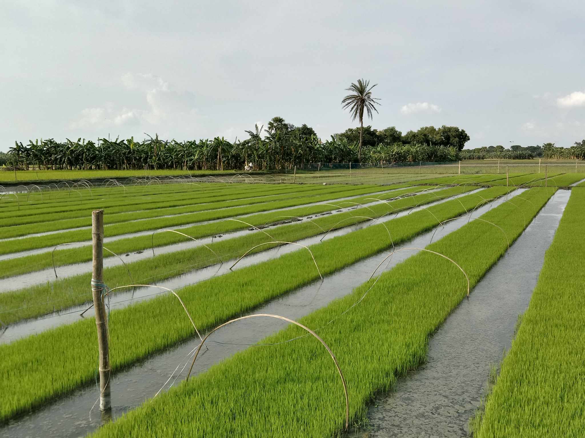 রোপা আমন ধানের সমলয় চাষাবাদ