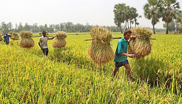 ব্যানার
