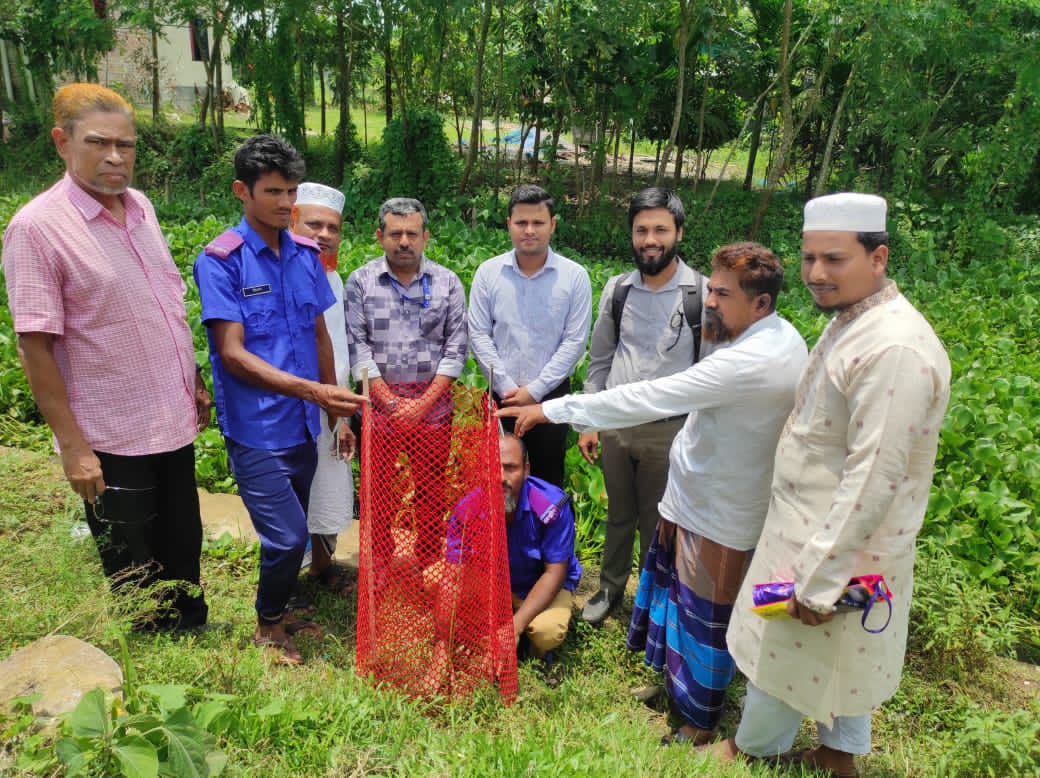 চারা রোপণ