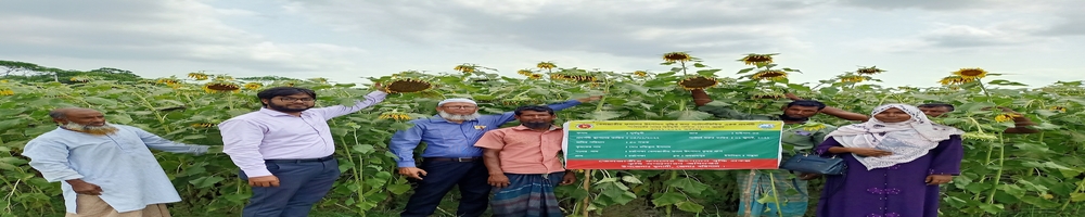 সূর্যমুখী প্রদর্শনী