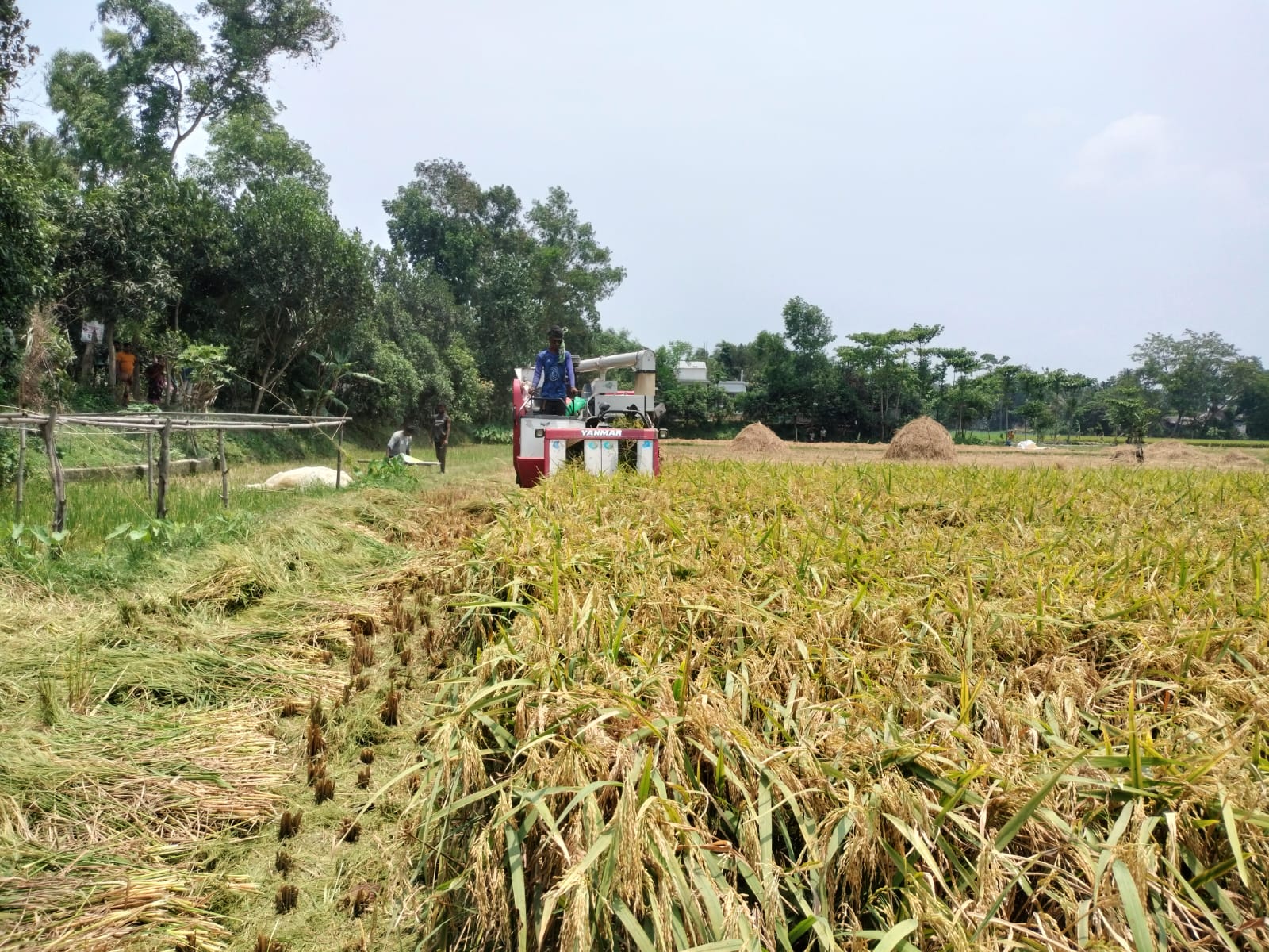 কম্বাইন হারভেস্টর