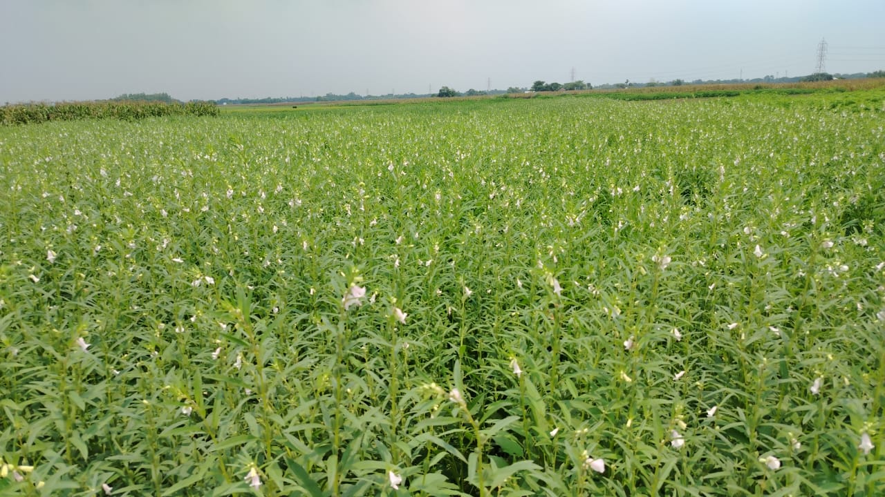 বারি তিল ৪