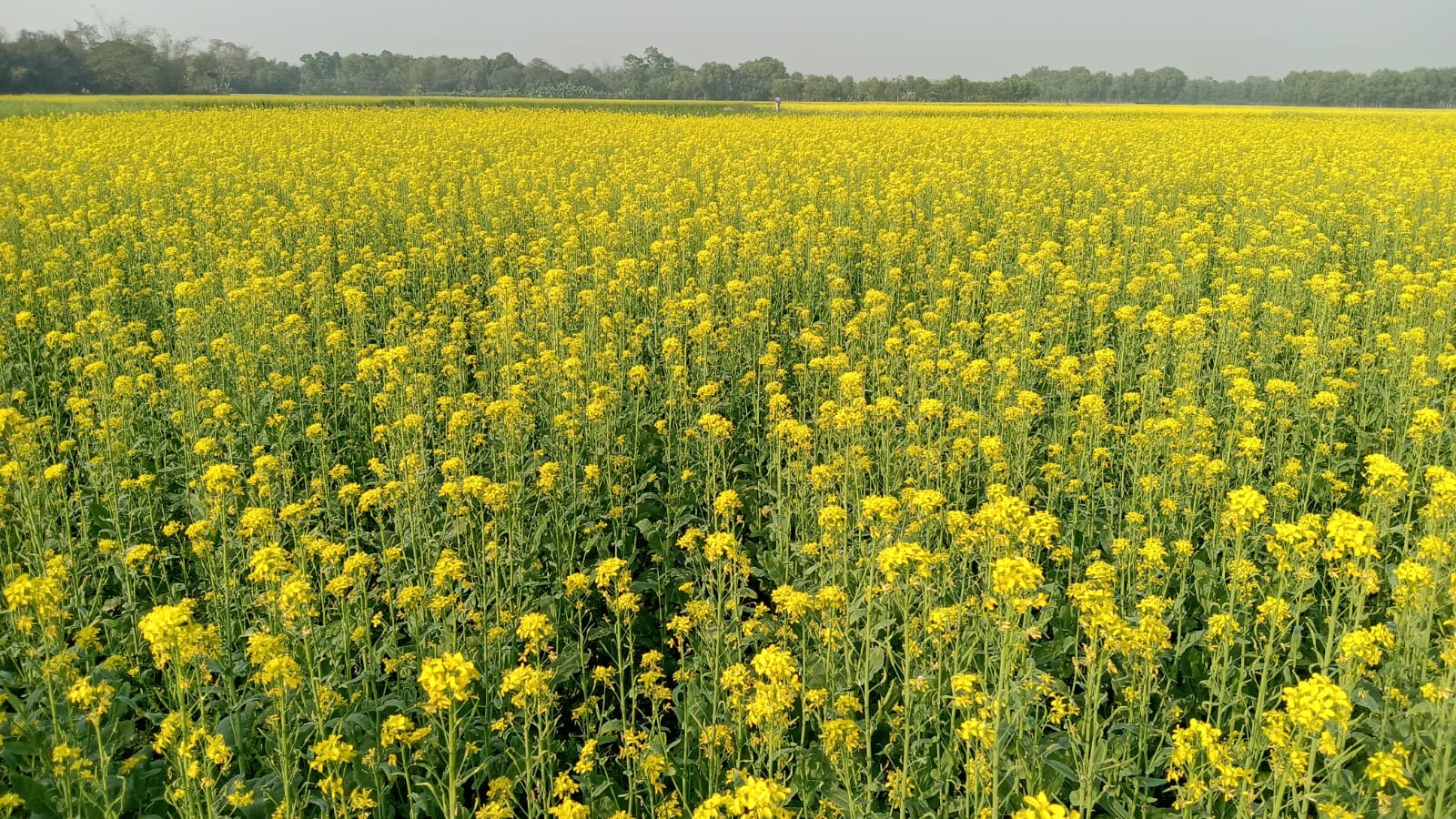 মুরাদনগর উপজেলার সরিষা আবাদ