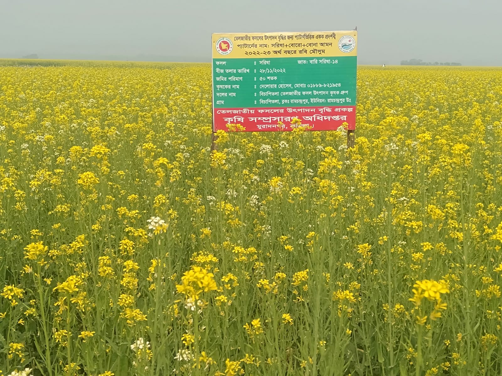 মুরাদনগর এর সরিষা চাষ