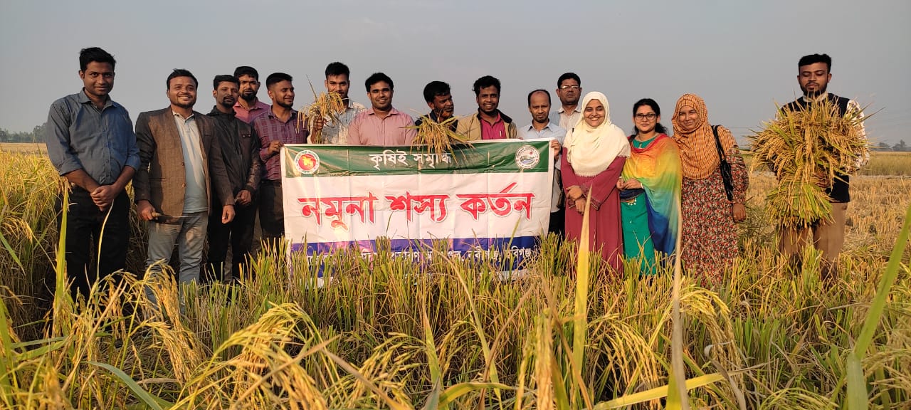 নমুনা শস্য কর্তন