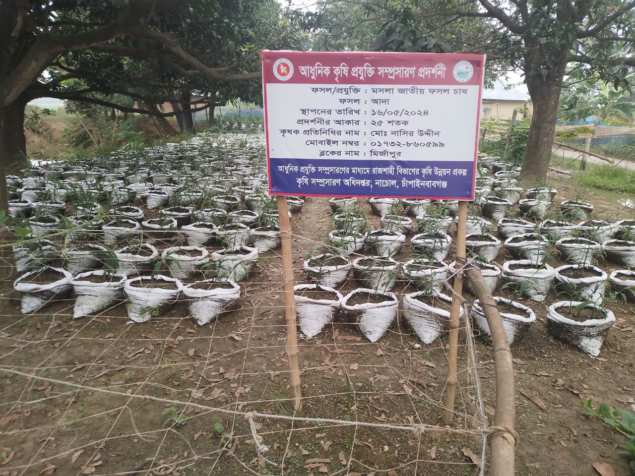 বস্তায় আদা চাষ
