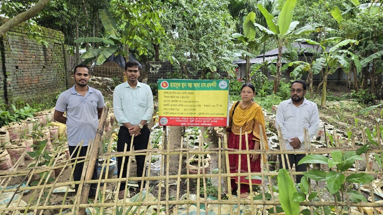 Ginger Cultivation in Sacks