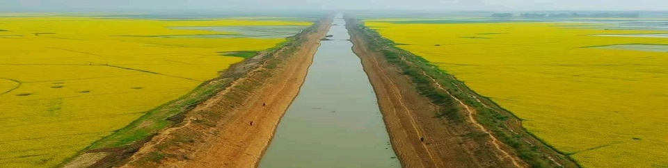 সরিষা মাঠ