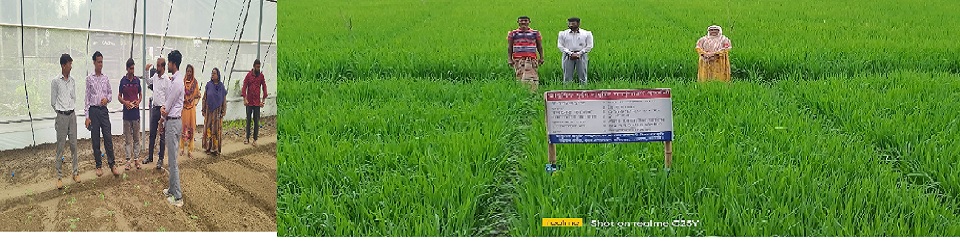 উপপরিচালক, ডিএই, নাটোর মহোদয়ের মাঠ পরিদর্শন