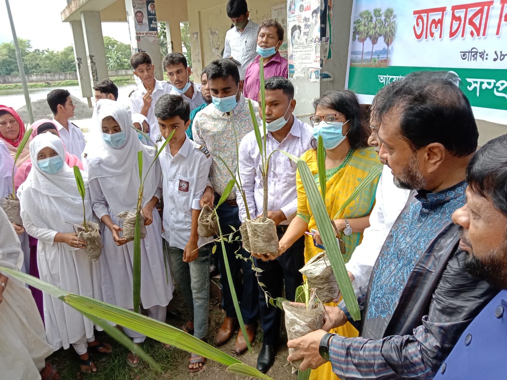 তালের তারা রোপণ