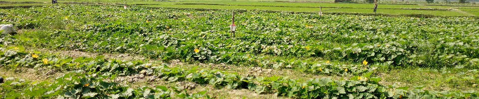 কুমড়া ক্ষেতে ফেরমন ট্র্যাপ