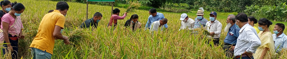 রাজস্ব খাতের আউশ ধানপ্রদর্শণীর নমুনা শস্যকর্তন ও মাঠ দিবস