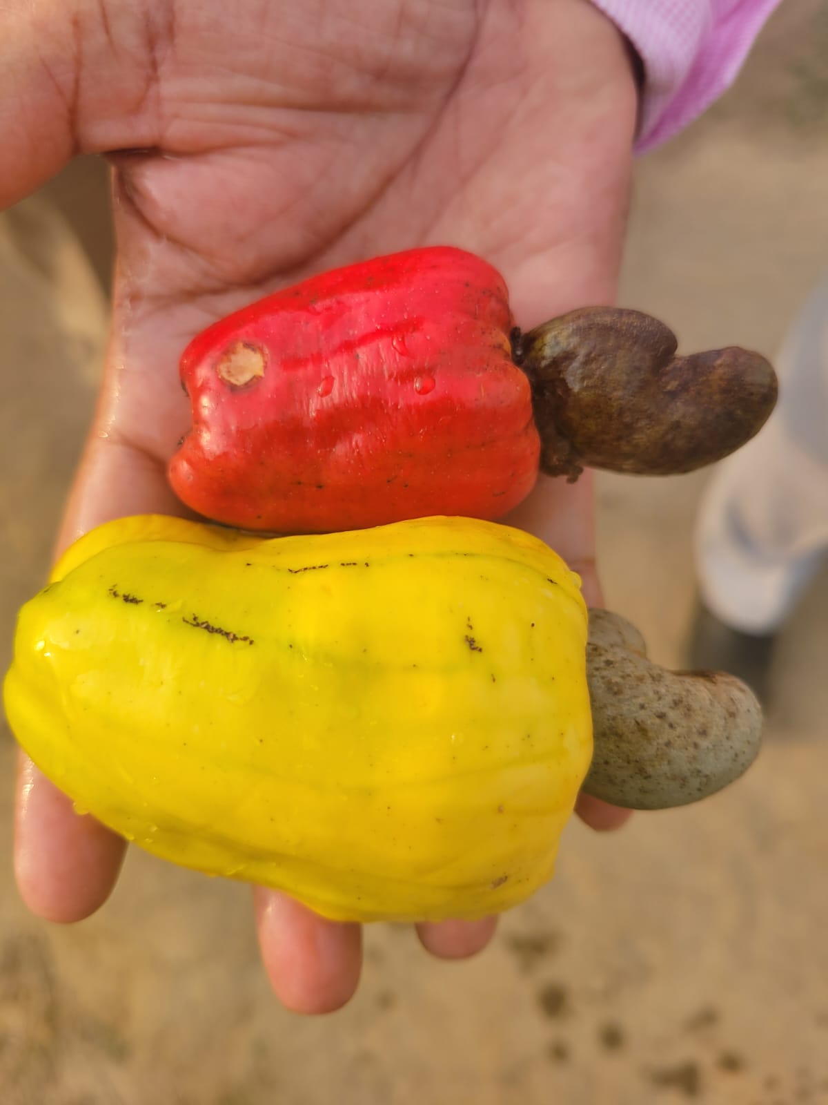 কাজুবাদাম ও কফি গবেষণা, উন্নয়ন ও সম্প্রসারন প্রকল্প প্রদর্শনী