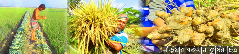 নড়িয়ার বর্তমান কৃষির চিত্র