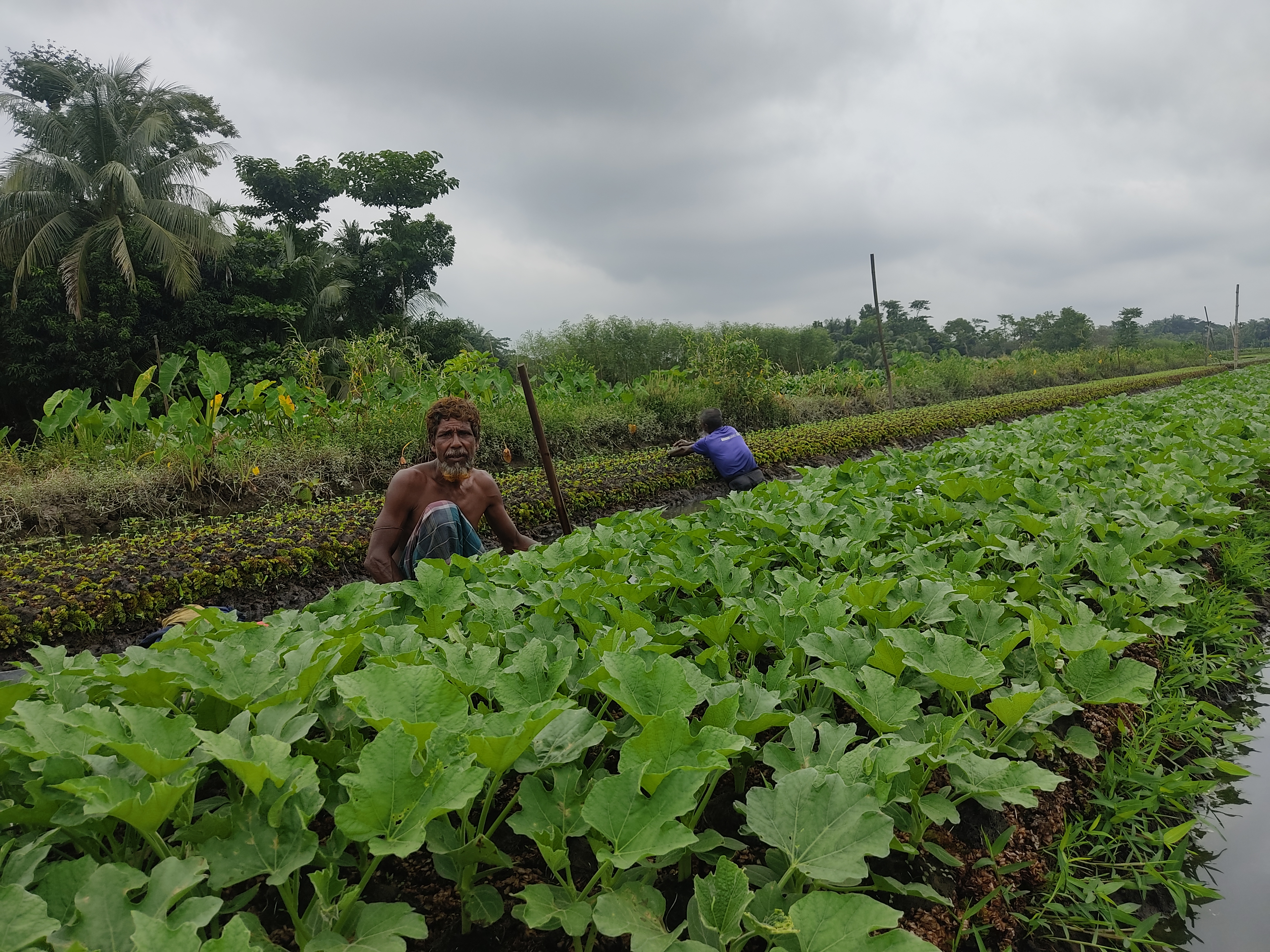ভাসমান কৃষি