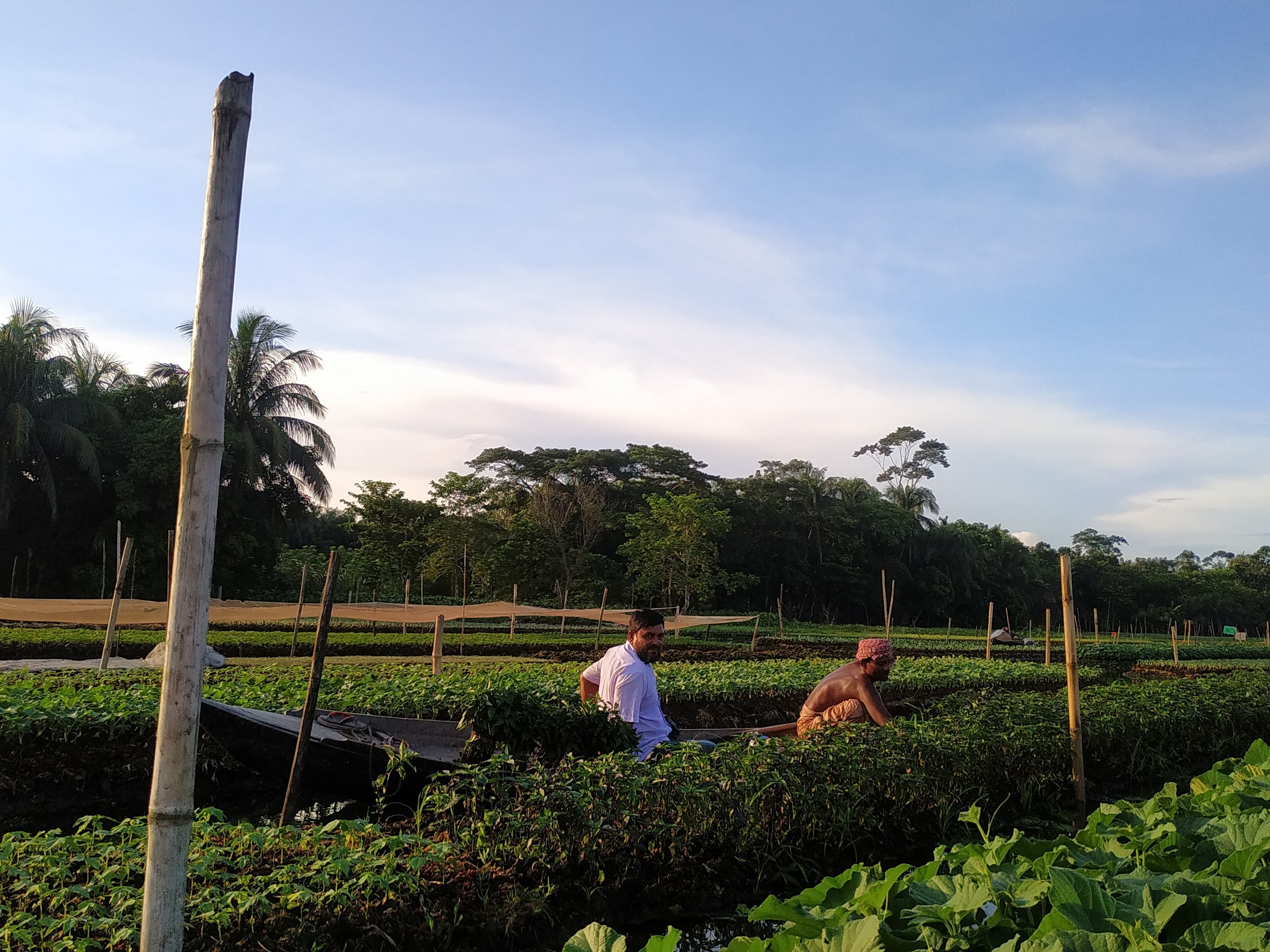 ভাসমান কৃষি