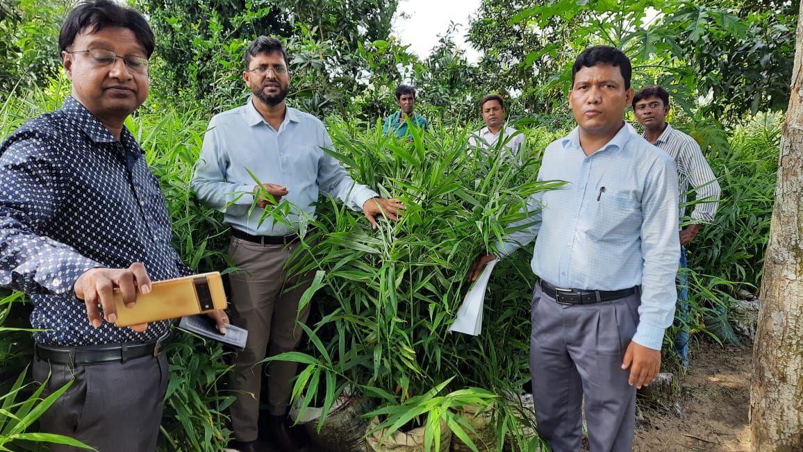 বস্তায় আদা চাষ