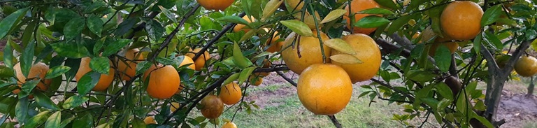 মাল্টা