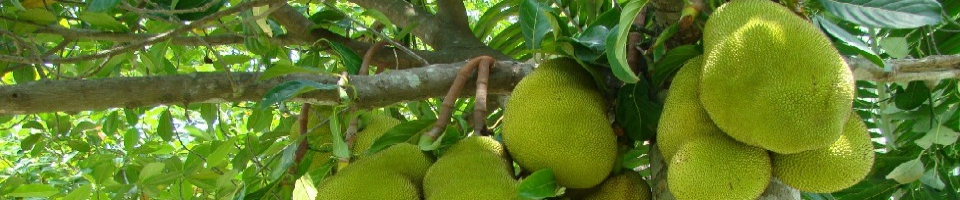 কাঠাল