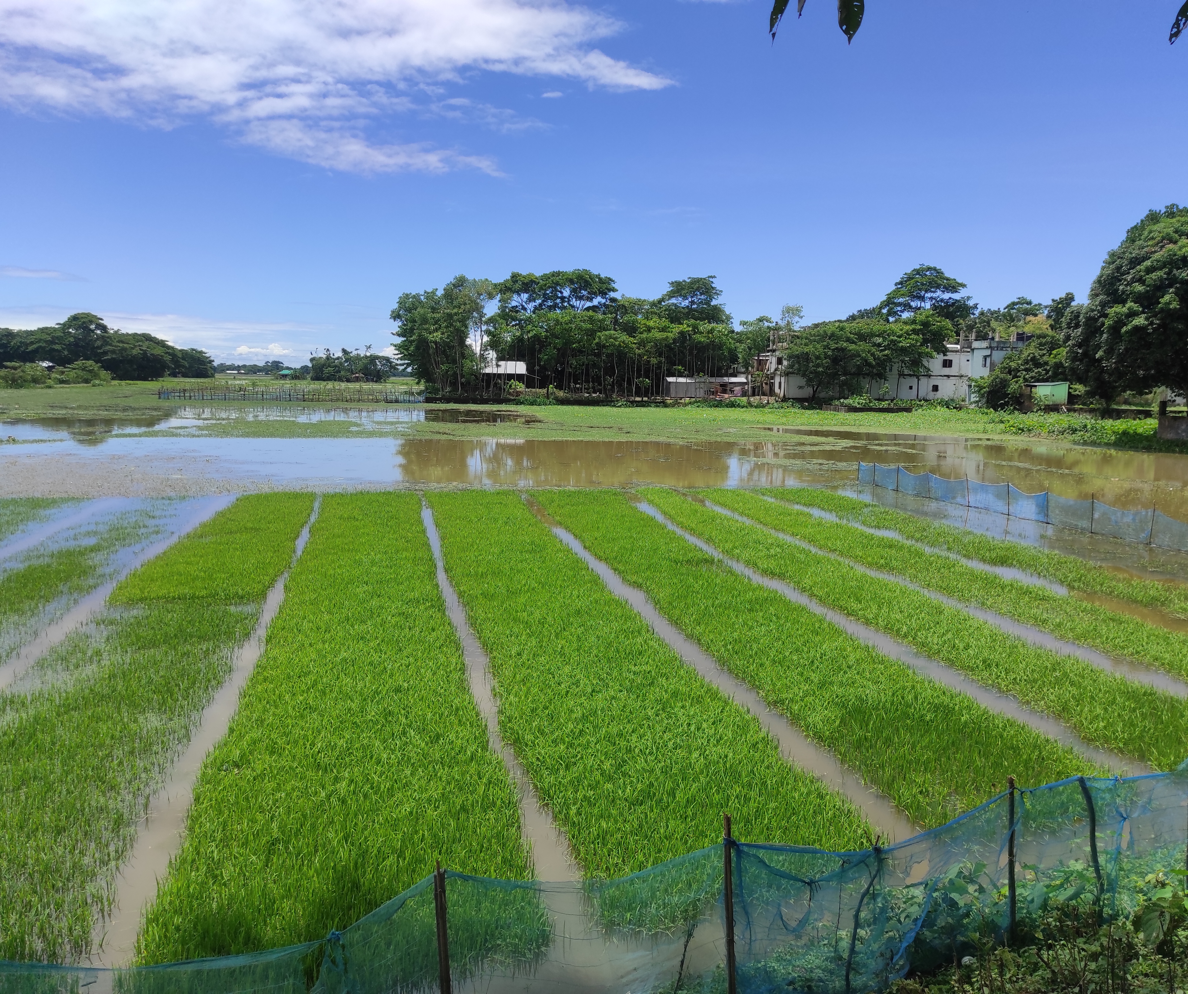 আদর্শ বীজতলা