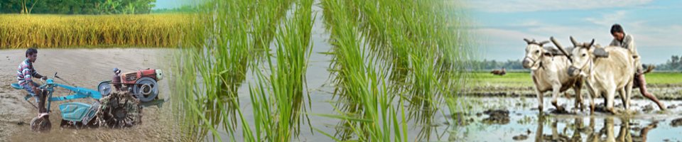 ব্যানার