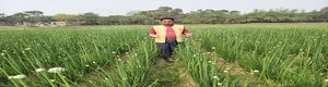 পেঁয়াজ বীজ উৎপাদন