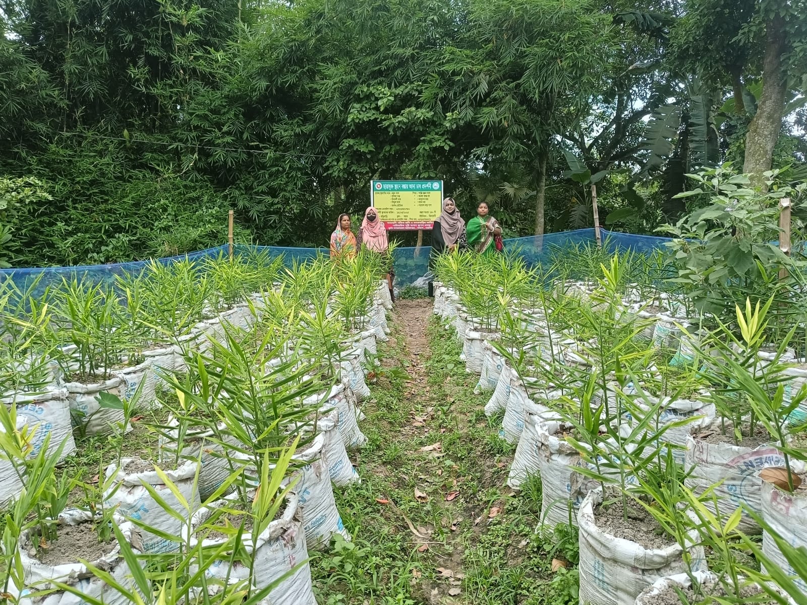 বস্তায় আদা চাষ