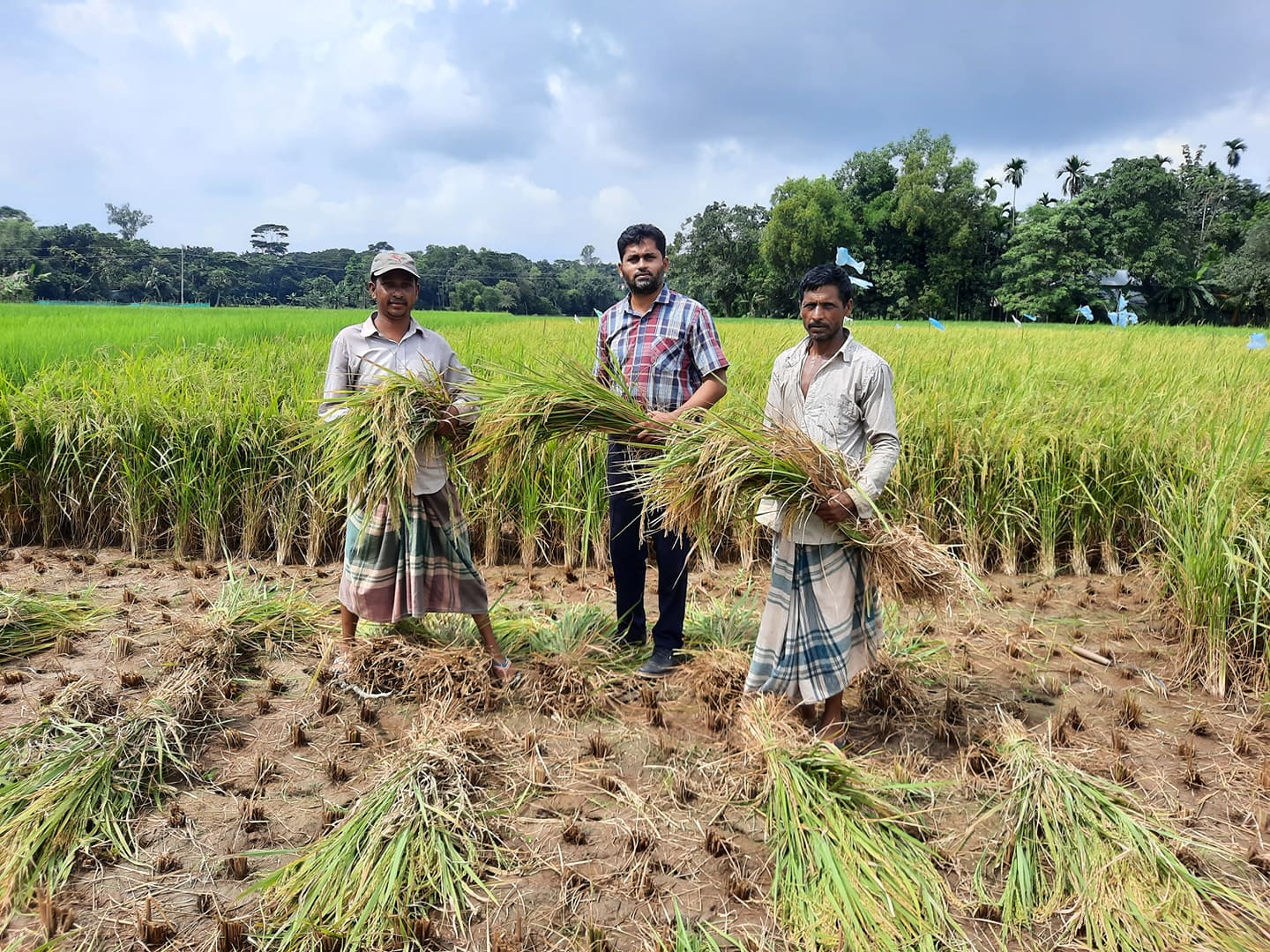 ব্রি ধান ৫১ এর শস্য কর্তন