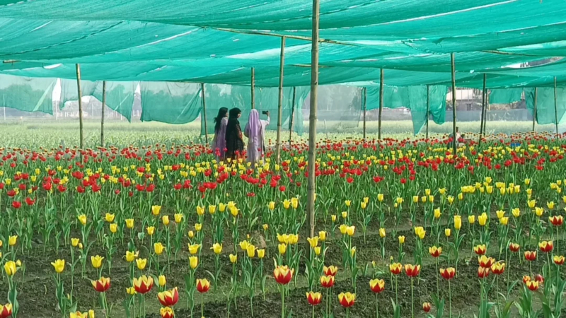 পঞ্চগড়ে টিউলিপ ফুল