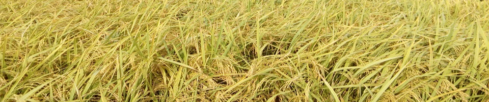 ধান ক্ষেত