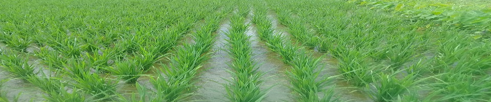 উন্নতজাতের ধান ক্ষেত