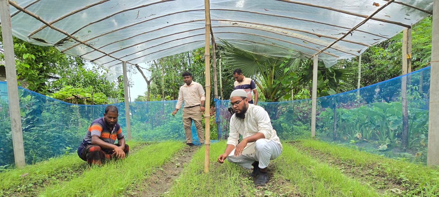 গ্রীষ্মকালীন পেঁয়াজ চারা উৎপাদন