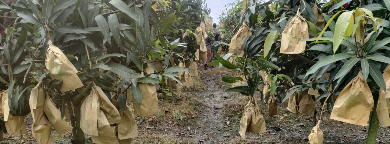 ব্যাগিং এর মাধ্যমে নিরাপদ আম উৎপাদন