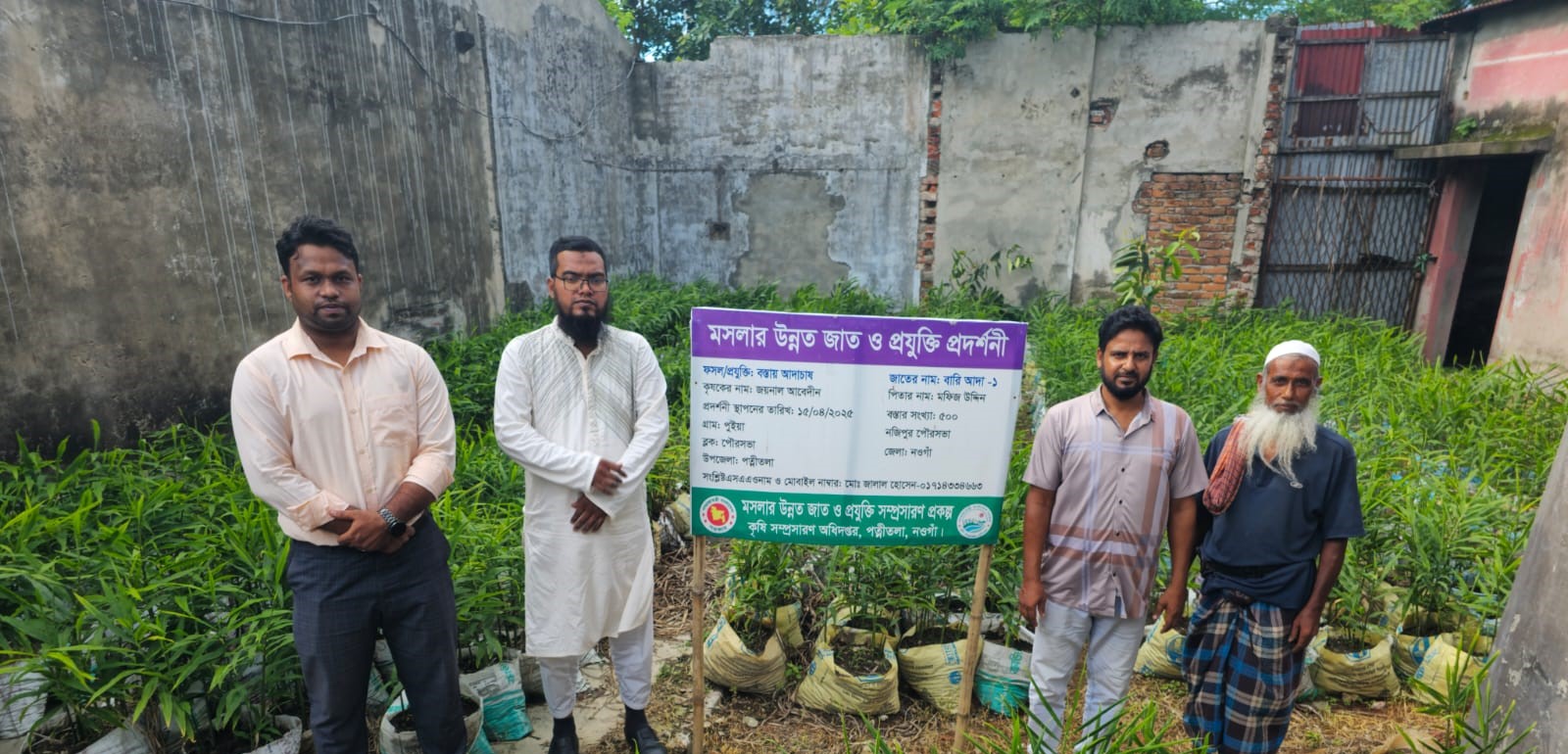 বস্তায় আদা চাষ