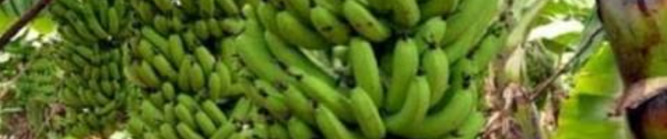 কলা বাগান