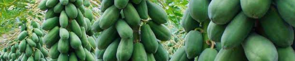 পেঁপে বাগান