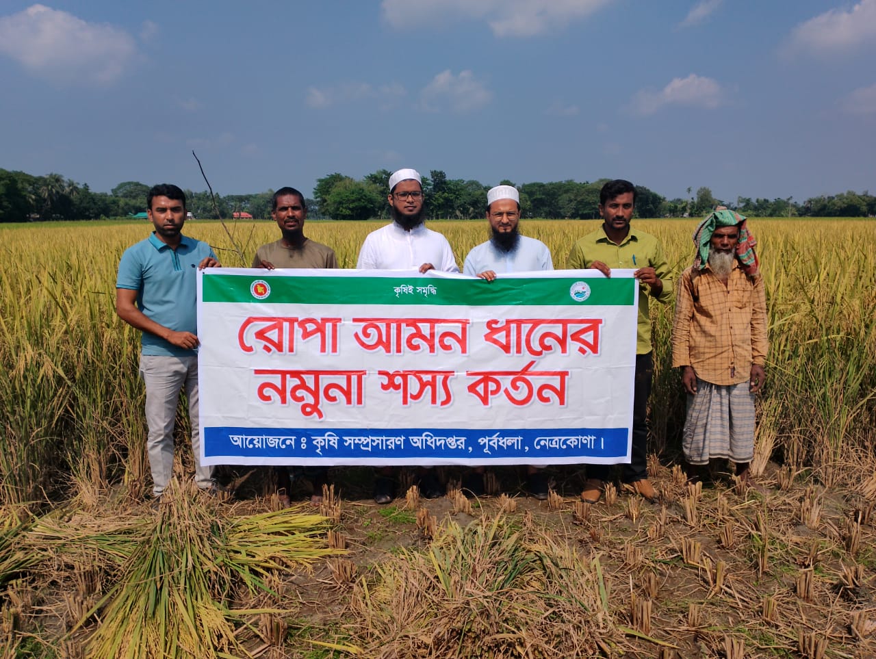 নমুনা শস্য কর্তন রোপা আমন