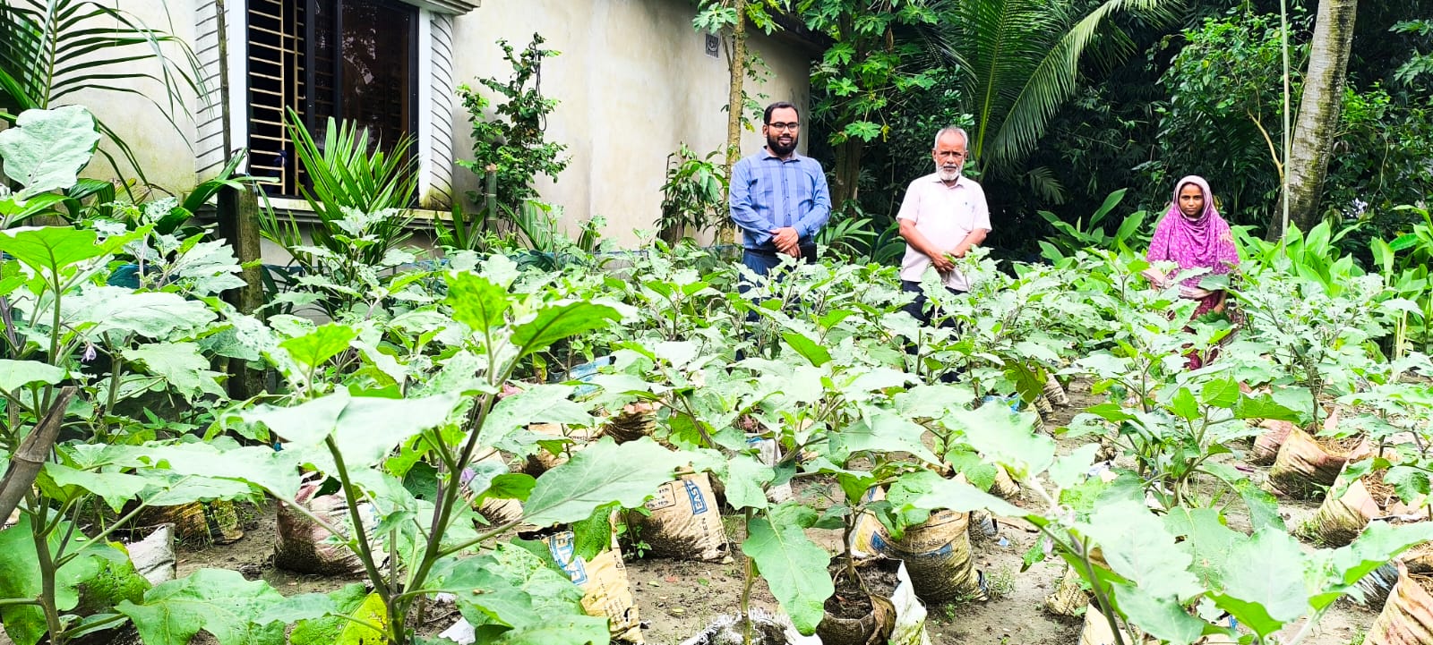 উদ্বুদ্ধকরণের মাধ্যমে বস্তায় সবজি চাষ জনপ্রিয়করণ