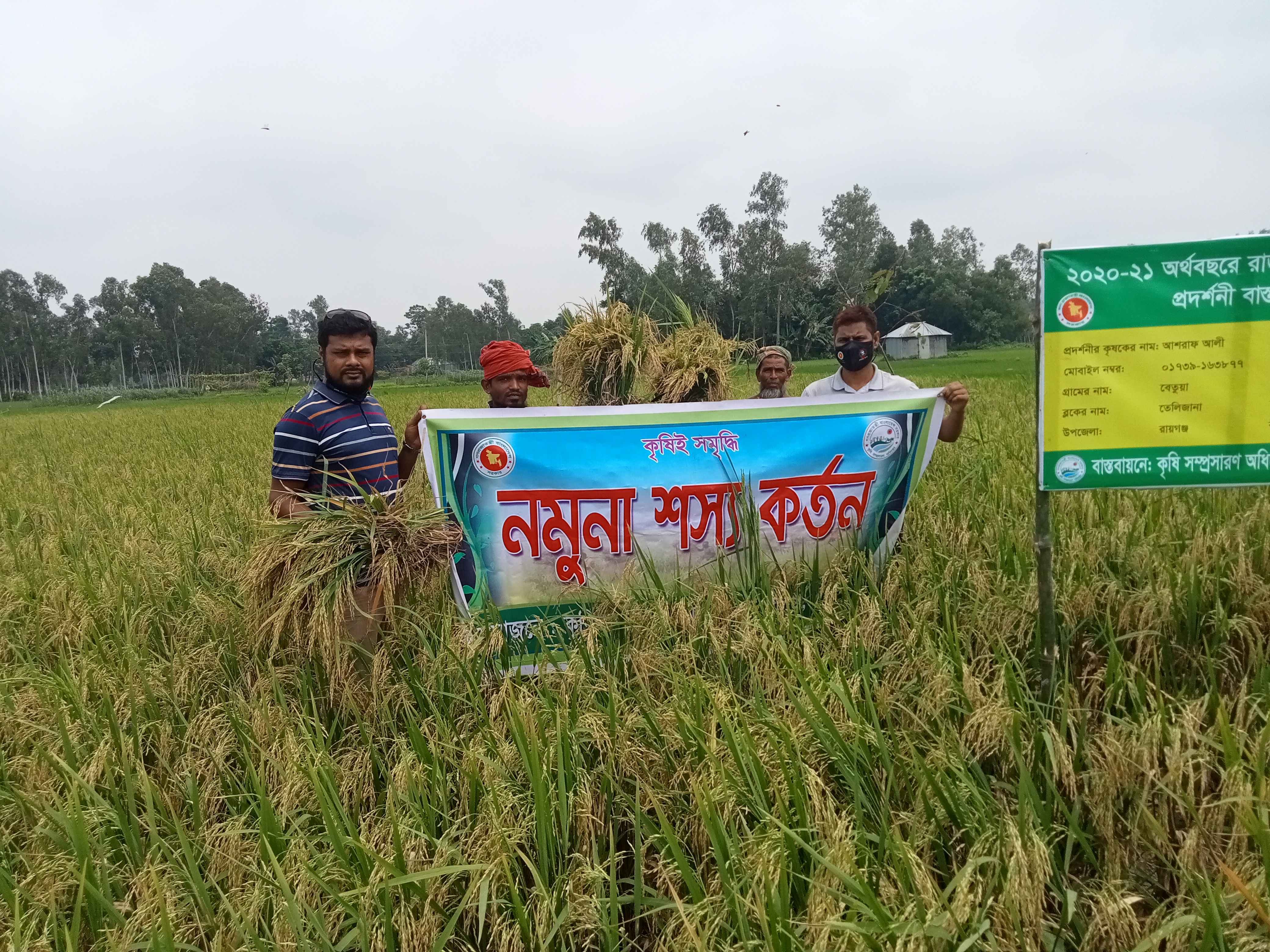 আউশ নমনু শস্য কর্তণ