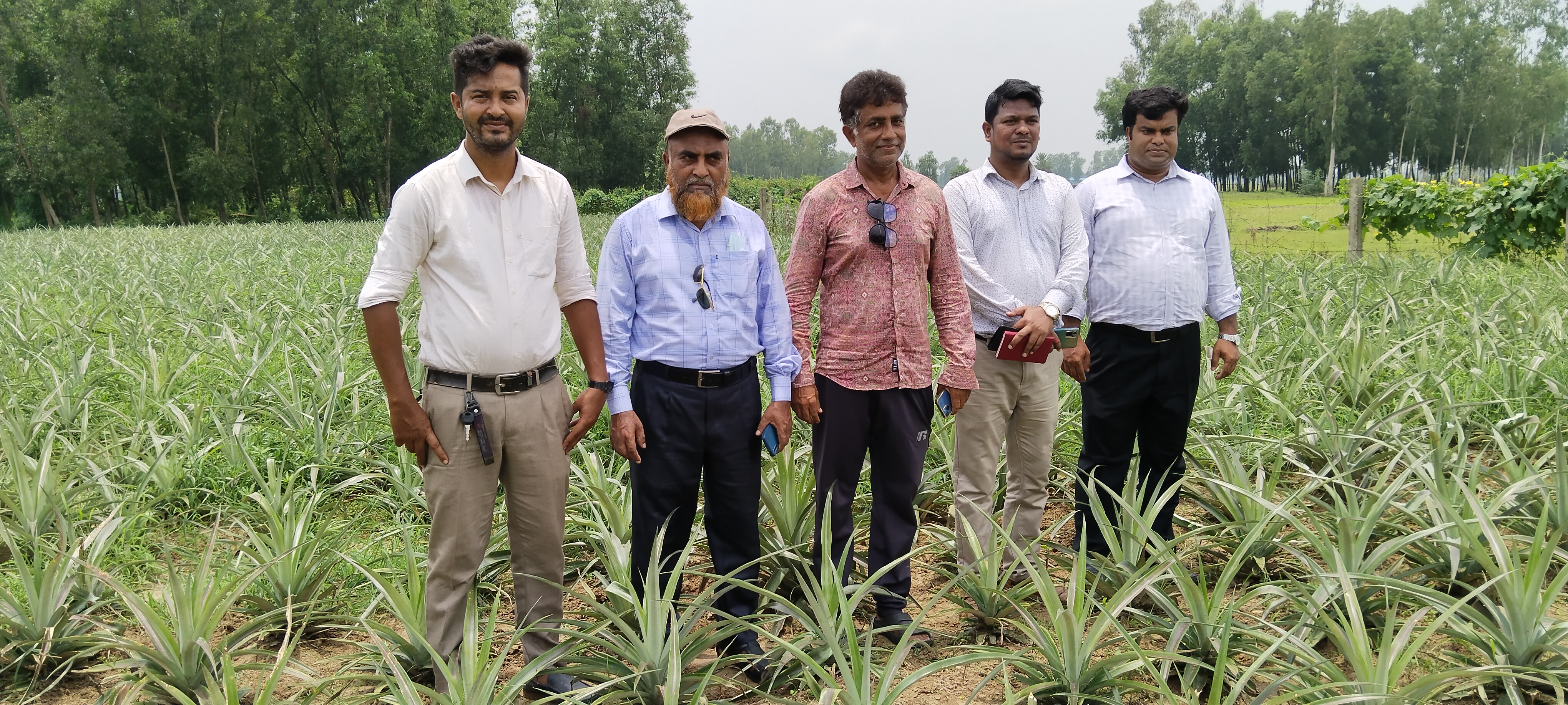 আনারস চাষ