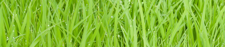 ৫। ধানের বুকে শিশিরের হাসি