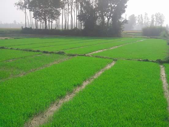 কামারখন্দ এলাকার বীজতলার ছবি