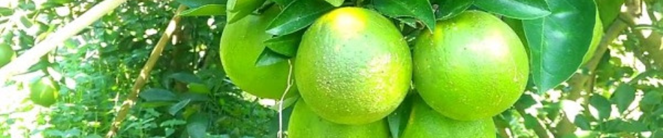 ৩। মাল্টা চাষ