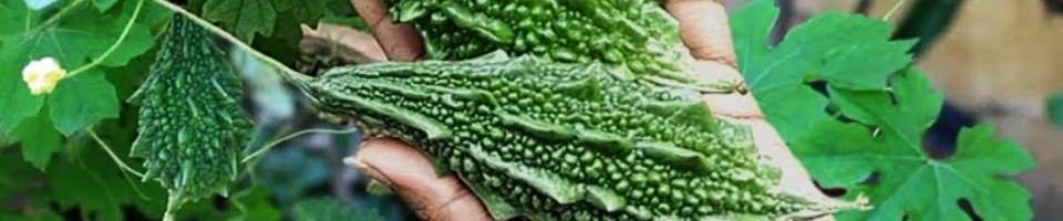 ৪। করলা চাষ